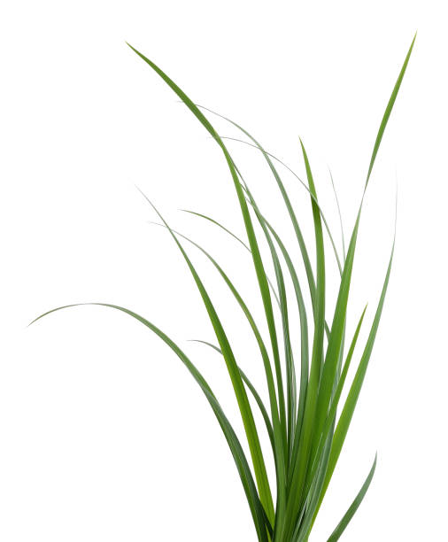 istock Bush of green grass. 1603643091