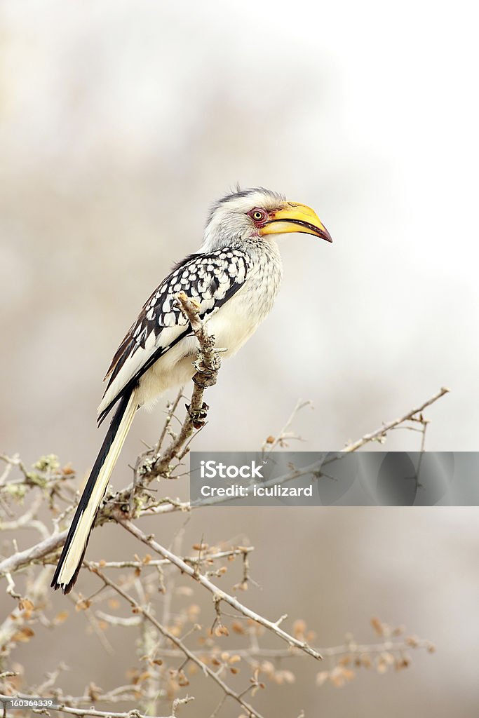 Uccello di Banana - Foto stock royalty-free di Africa