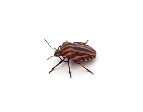 One striped beetle isolated on white background.
