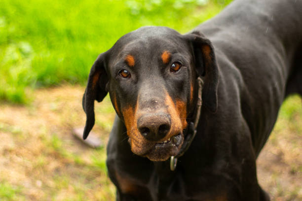 dog, doberman, black dog, animal