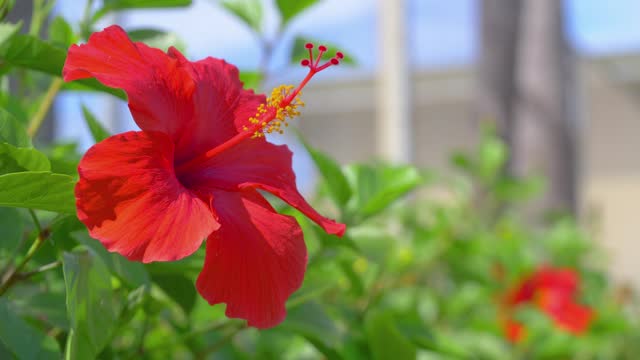 Hibiscus Bloom in the Garden in 4k slow motion 60fps