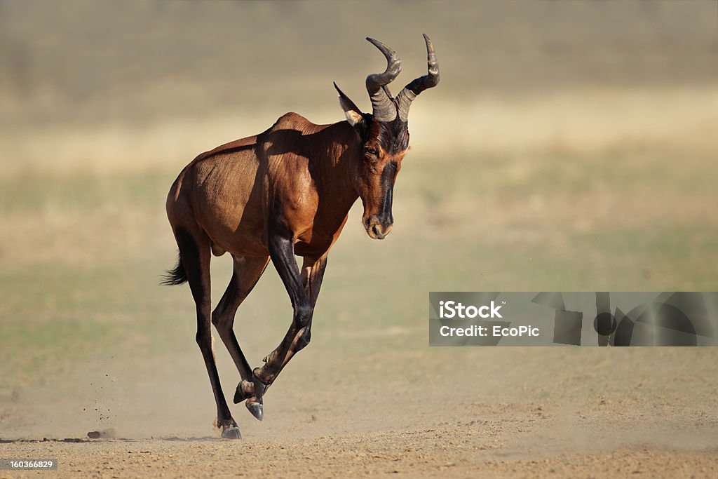 Красный hartebeest Бег - Стоковые фото Красный Hartebeest роялти-фри