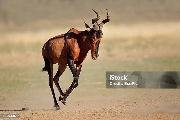 Красный Hartebeest Бег — стоковые фотографии и другие картинки Красный Hartebeest - Красный Hartebeest, Hartebeest, Антилопа