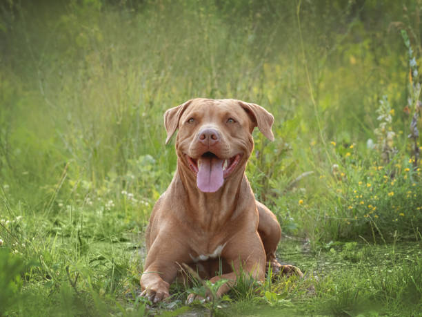 istock Cute dog walks in a meadow on green grass 1603671533