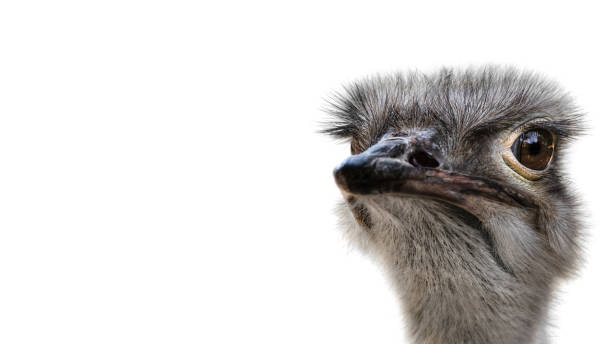 istock A Side Portrait of the Common Ostrich ( Struthio Camelus ) 1603672099