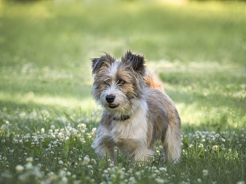 Cute dog walking in a meadow in green grass against the background of trees. Closeup, outdoor. Day light. Concept of care, education, obedience training and raising pets