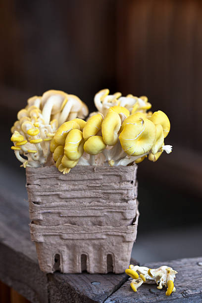 Amarillo ostras hongos en una caja de superficie de madera - foto de stock