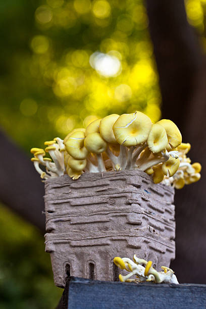 Amarillo ostras hongos en una caja de superficie de madera - foto de stock
