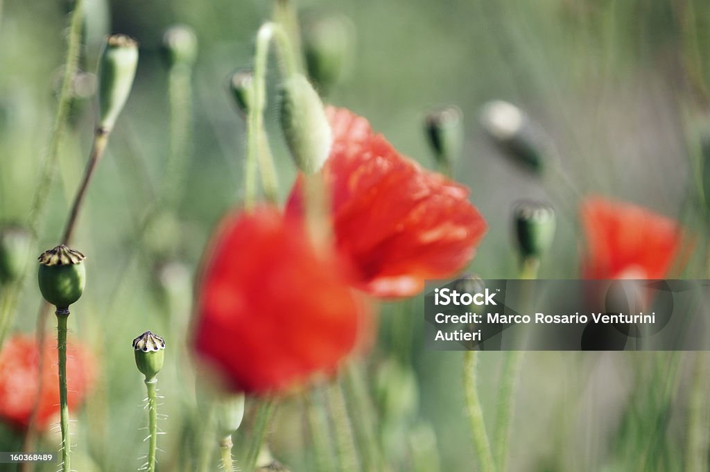 Poppies im Bereich, verschwommene close-up, Blumen und ist geschlossen. - Lizenzfrei Baumblüte Stock-Foto