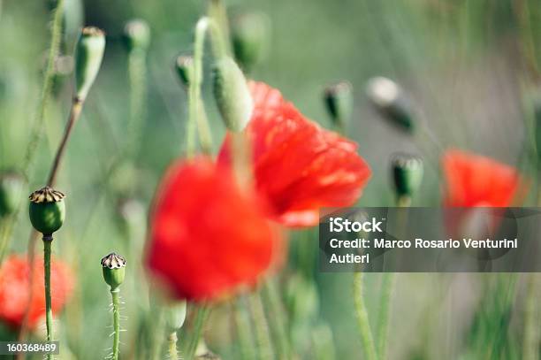 Poppies Im Bereich Verschwommene Closeup Blumen Und Ist Geschlossen Stockfoto und mehr Bilder von Baumblüte