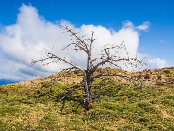 istock Dry tree in the Pyrenees, Huesca, Spain 1603690443