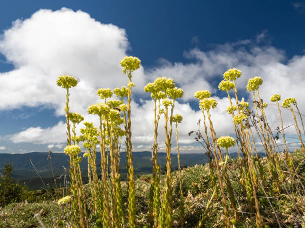 Flowers on the mountain