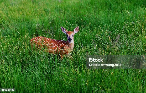 Выделение Whitetail Оленёнок В Зеленый Луг — стоковые фотографии и другие картинки Без людей - Без людей, Белохвостый олень, Время года