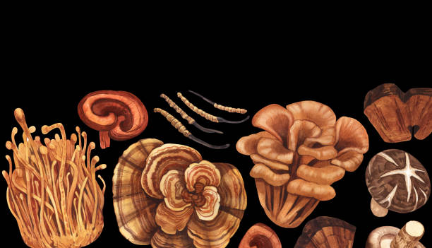 수채화 약용 버섯 프레임, 적응성 식물. 손으로 그린 그림은 검은색 배경에 분리되어 있습니다. 건강한 한약 인기 슈퍼푸드, 디자인 패킹을 위한 완벽한 개념 - 잎새버섯 stock illustrations
