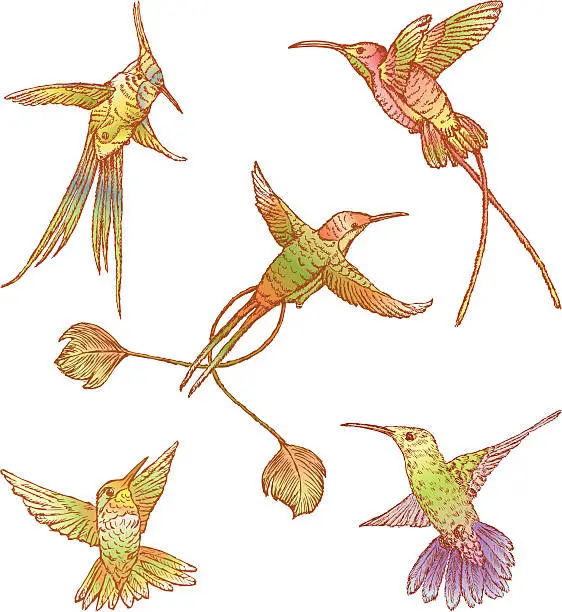 Vector illustration of Hummingbirds