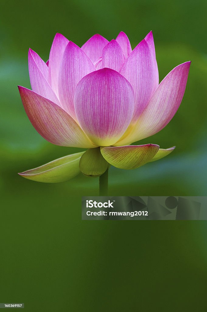 Pink Lotus - Lizenzfrei Aquatisches Lebewesen Stock-Foto