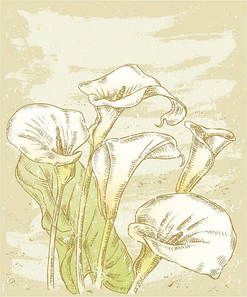 Vector illustration of calla lilies