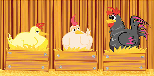 ilustraciones, imágenes clip art, dibujos animados e iconos de stock de gallina y grifo en el establo - chicken chicken coop perching installing