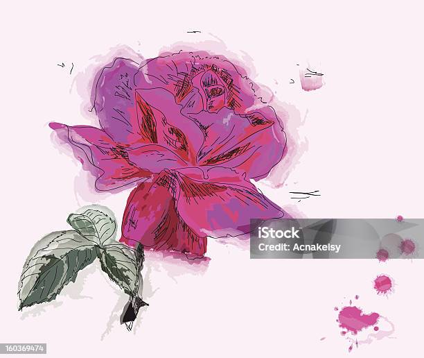 Malerei Eine Rose Stock Vektor Art und mehr Bilder von Aquarell - Aquarell, Ausgedörrt, Blatt - Pflanzenbestandteile