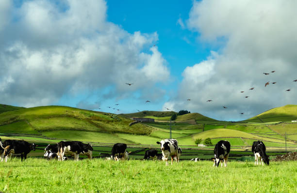 dairy cows in a field of grass in the azores - valley wall imagens e fotografias de stock
