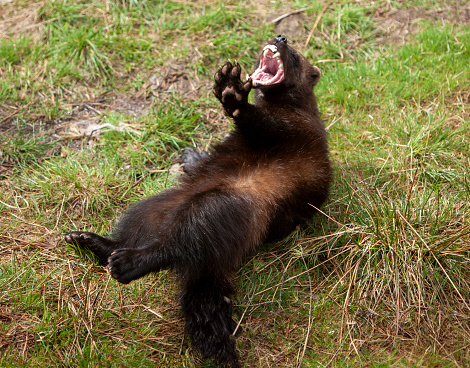 Wolverine (Gulo gulo) lying on his back, playing, in the spring forest, Norway, close-up
