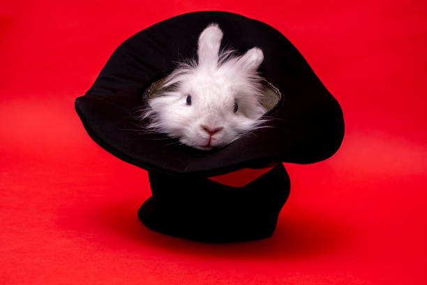 istock white cute rabbit sits in a black hat on red background. Cylinder hat. Focus with hare. circus performance illusion trickery Surprise with pet. Focus secret. fluffy cute rodent Animal in hat easter 1603706667