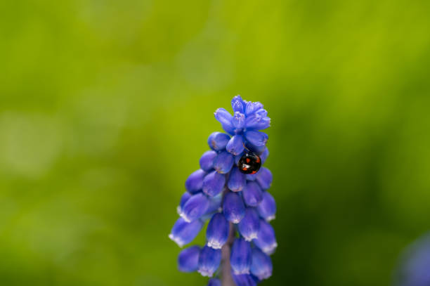 istock Black Red ladybug on a hyacinth in green nature 1603707233