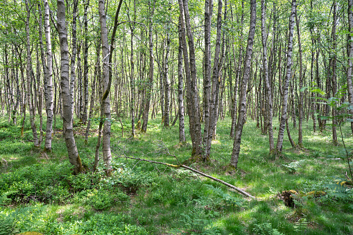 Carpathian birch forest  ( Betula carpatica ) in the red bog in the High Rhön, Hesse, Germany