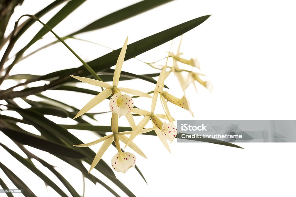 Orchid Híbrido-Brassocattleya Yellow Bird - Foto de stock de Alimento Transgênico royalty-free