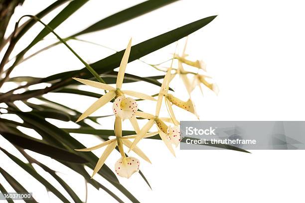 Foto de Orchid Híbridobrassocattleya Yellow Bird e mais fotos de stock de Alimento Transgênico - Alimento Transgênico, Alto contraste, Amarelo