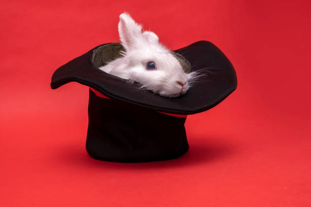 istock white cute rabbit sits in a black hat on red background. Cylinder hat. Focus with hare. circus performance illusion trickery Surprise with pet. Focus secret. fluffy cute rodent Animal in hat easter 1603711112
