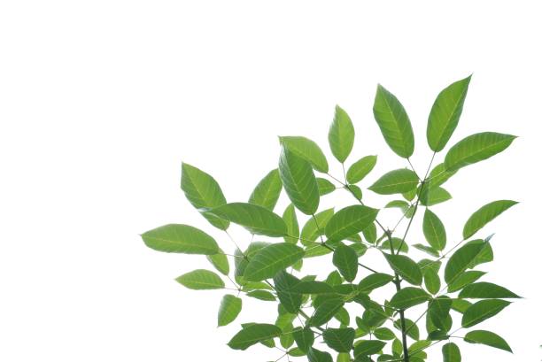 istock Tropical tree with leaves branches and sunlight, on white isolated background for green foliage backdrop 1603716053