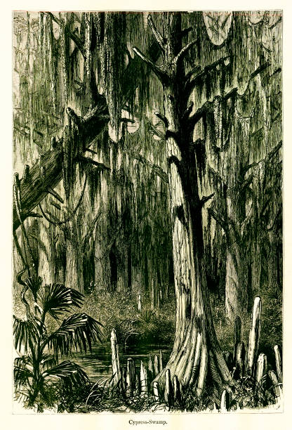 istock Cypress Swamp, Mississippi River, USA 160371717