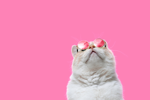 Big red cat in pink glasses on pink background