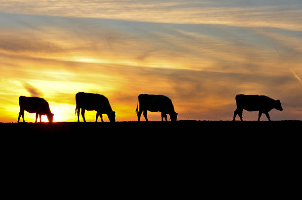 istock Four cows are sihouetted by the sunset on a hill 160372158
