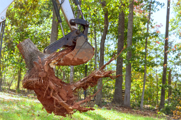 istock Skid steer tractor clears land by removing roots for housing complex construction 1603725726