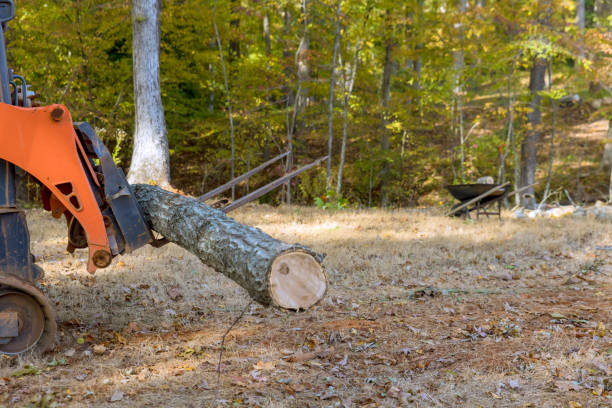 istock During a landscaping work with tractor skid steer section of land had been cleared trees 1603726127