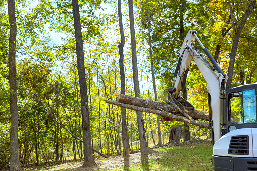 During landscaping work: tractor skid steer clears trees during construction for housing complex