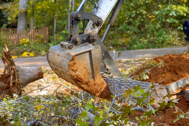 istock Skid steer tractor assisted root removal for land clearing from housing complex 1603726240