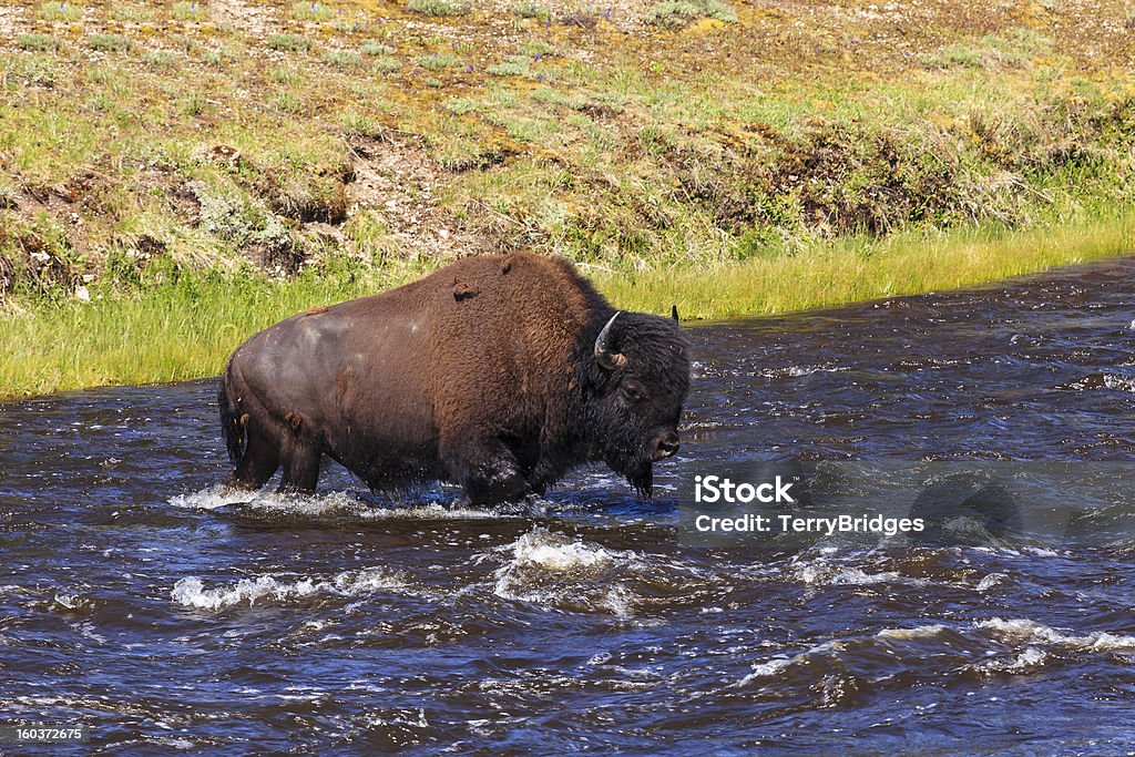 Fiume di attraversamento di bisonte - Foto stock royalty-free di Ambientazione esterna