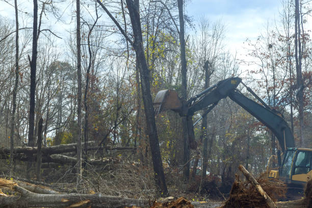 istock Worker prepare ground for building a house with using excavator is to uproot trees in forest 1603727826