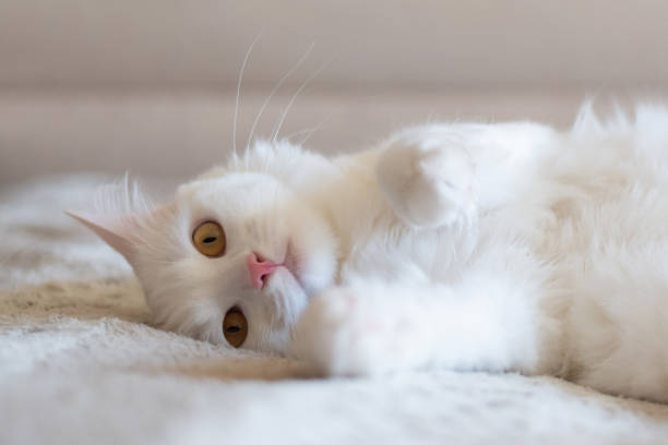 istock White cat chilling on the bed 1603728345