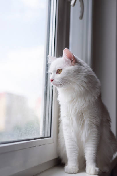 istock White cat sitting on the windowsill and looking out window 1603728349