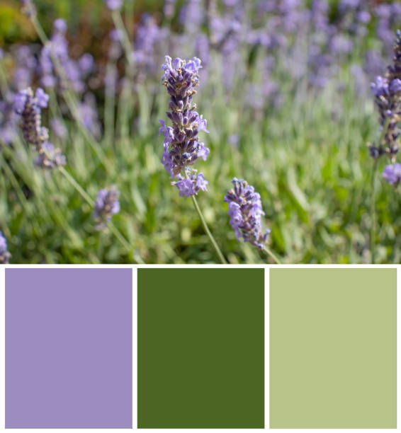 istock Sage flower swatch color palette 1603730436