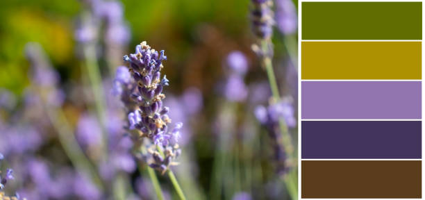 istock Sage flower swatch color palette 1603735825