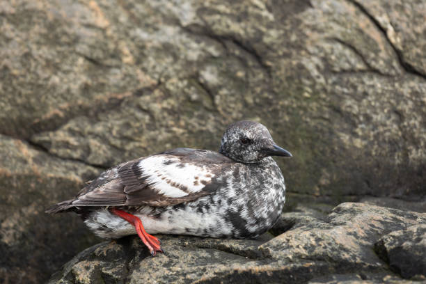 istock Black Guillemot with Winter Plumage 1603739910