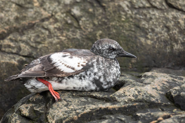 Black Guillemot with Winter Plumage