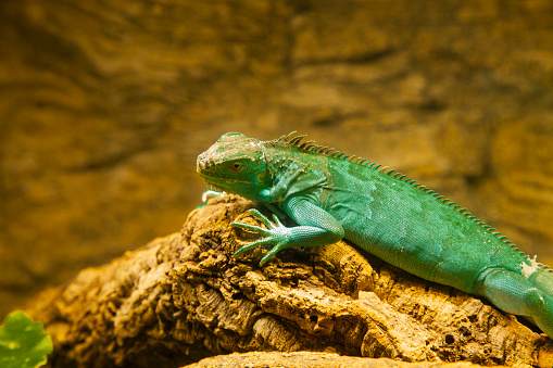 Closeup shot of green iguana lying on a piece of wood
