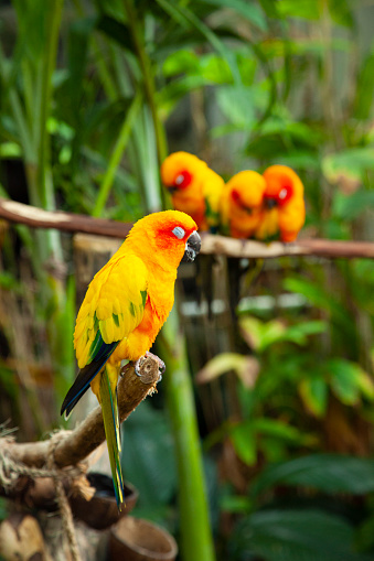 Vibrantly colored sun conure (Aratinga solstitialis) perched on wood