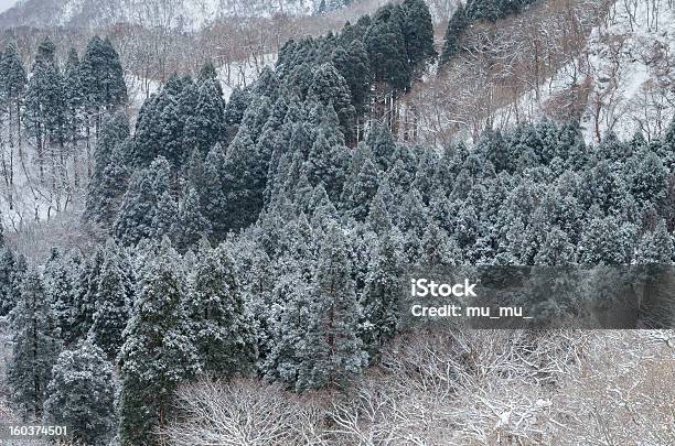 겨울맞이 Conifers 0명에 대한 스톡 사진 및 기타 이미지 - 0명, 겨울, 공중 뷰